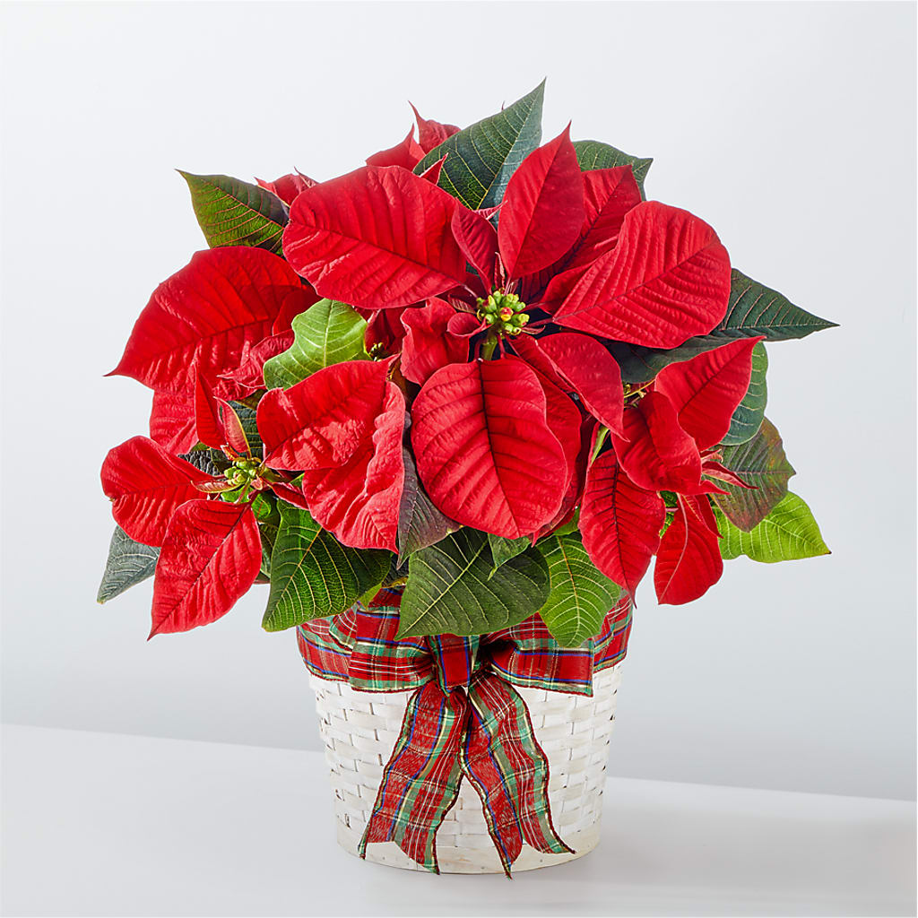 Happiest Holidays Poinsettia – SUSPENDED IN TIME FLORAL & PRESERVATION, Syracuse UT