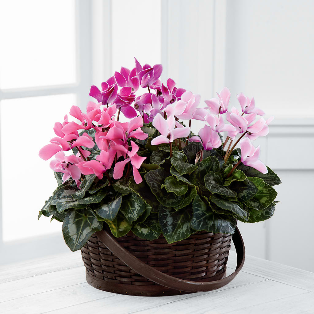 Mixed Cyclamen Planter – SUSPENDED IN TIME FLORAL & PRESERVATION, Syracuse UT
