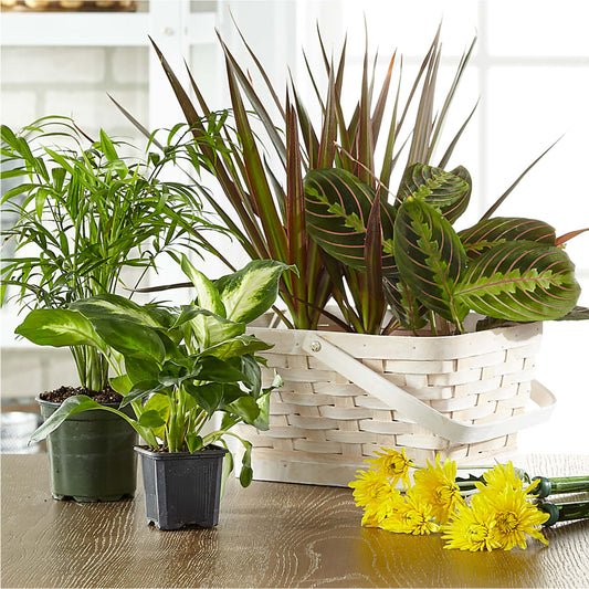 Florist Designed Blooming and Green Plants in a Basket – SUSPENDED IN TIME FLORAL & PRESERVATION, Syracuse UT