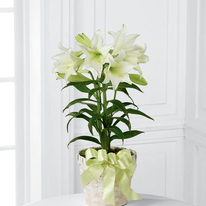 Easter Lily Plant – SUSPENDED IN TIME FLORAL & PRESERVATION, Syracuse UT